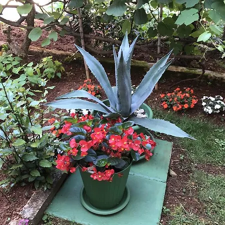 公寓 马里奇房屋酒店 *